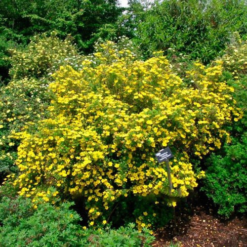 Potentilla fruticosa 'Goldstar' - Harilik põõsasmaran 'Goldstar' C5/5L